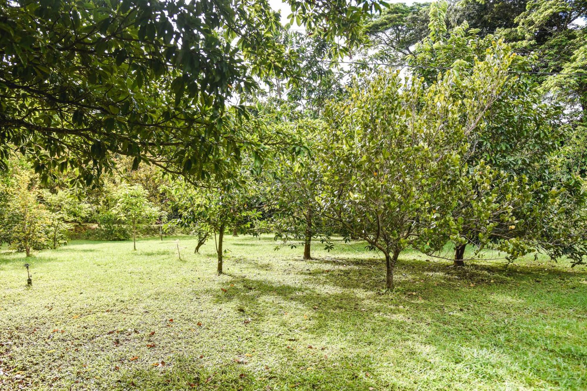 Casa Cora Bed And Breakfast Carmona ภายนอก รูปภาพ